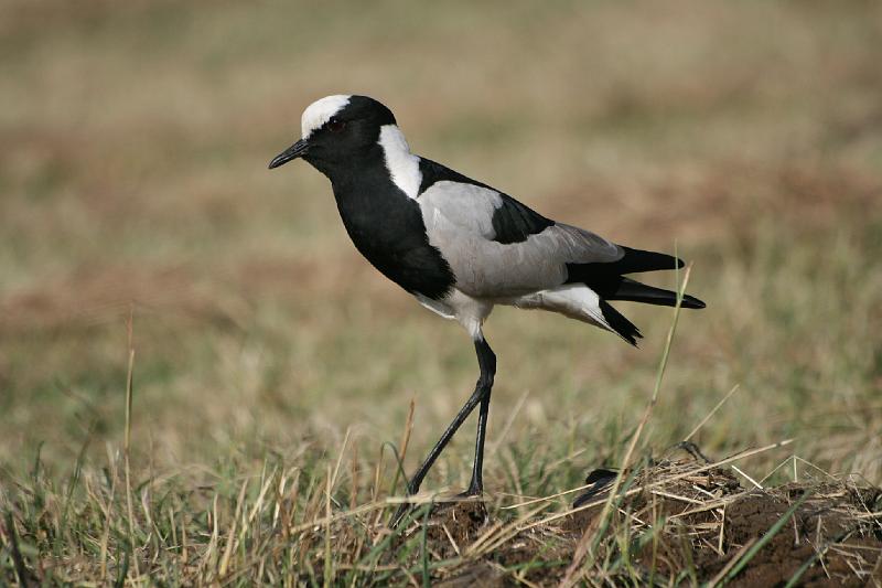 frieda 137.jpg - Is ek nie pragtig nie?